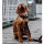Hundehalsband Leder Lambrusco von William Walker / 5 Größen