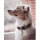 Hundehalsband Paracord Hanseatic von William Walker / 5 Größen
