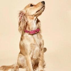 Hundehalsband Butter Flamingo von Molly & Stitch Silber/S