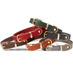 Hundehalsband Butter Chili von Molly & Stitch Gold/S