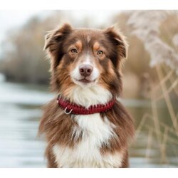 Hundehalsband Touch of Leather Bordeaux von Molly &...