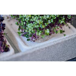 Mikrogarten XL-Set Granicium® zur Sprossenanzucht von Denk Keramische Werkstätten