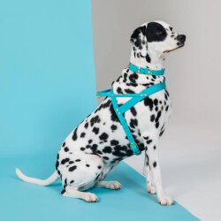 Hundehalsband Butter Retriever Fiji Blue von Molly & Stitch / Varianten