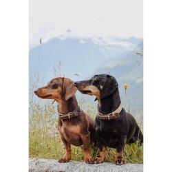 Hundehalsband Touch of Leather Choco von Molly & Stitch / Varianten