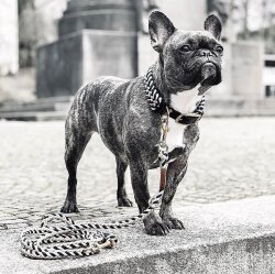 Hundehalsband Paracord Hanseatic/S von William Walker